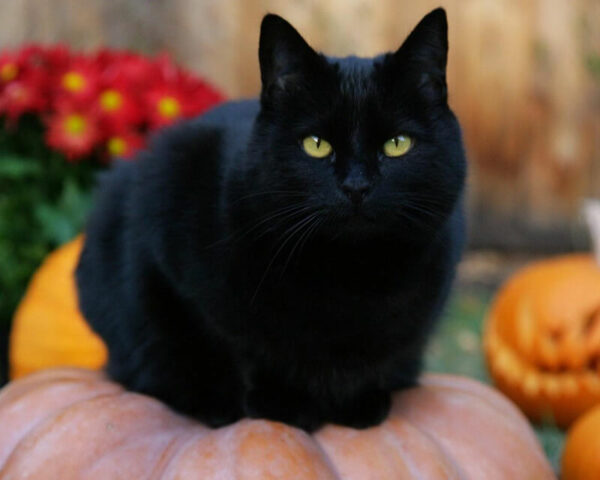 Mơ thấy mèo đen là điềm báo gì? Hên hay Xui?